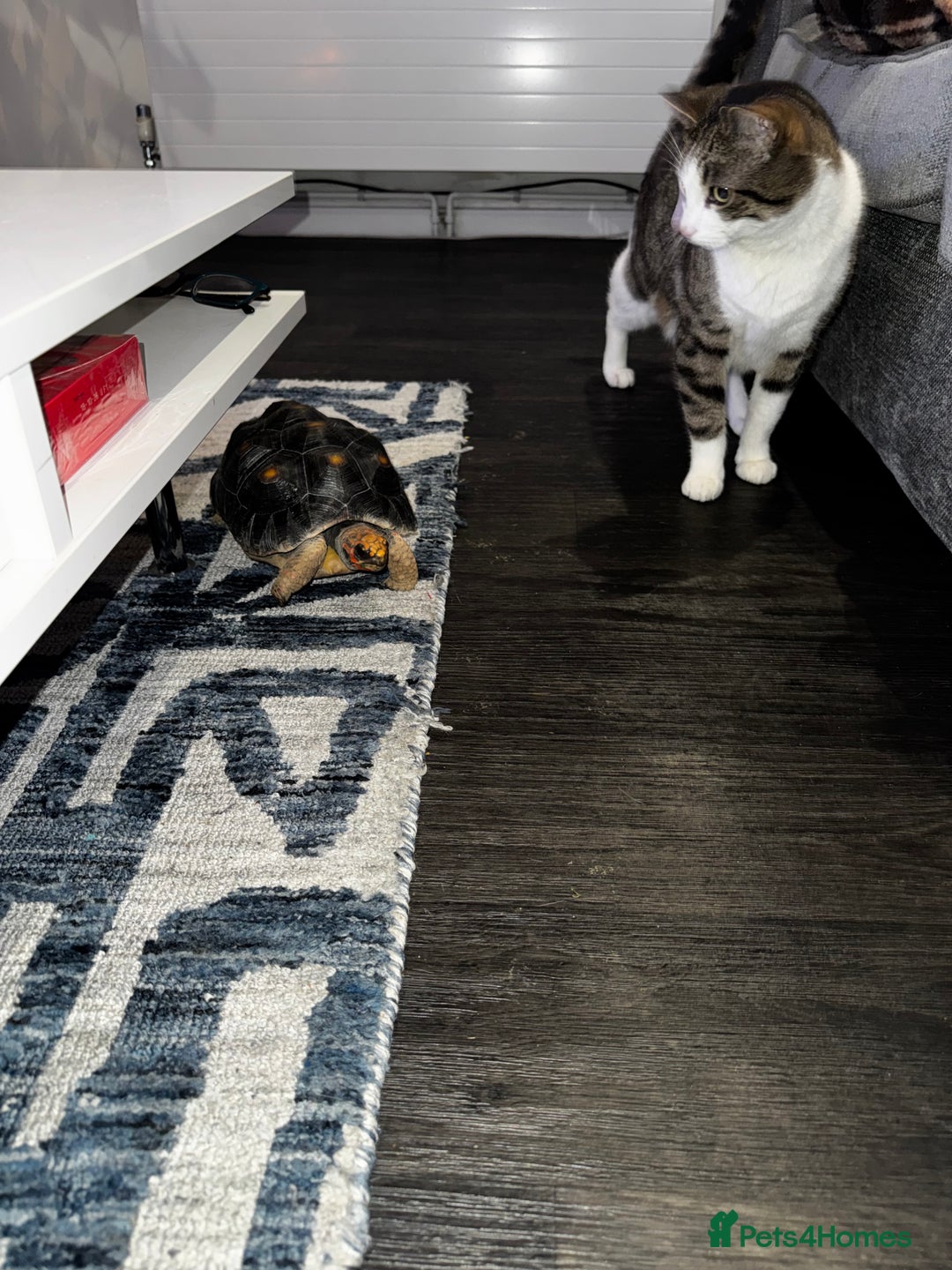 Tortoise reptiles for sale: Redfoot tortoise and enclosure all in - Advert 10