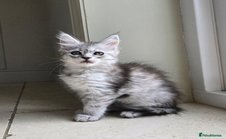 Maine Coon cats - Advert 13