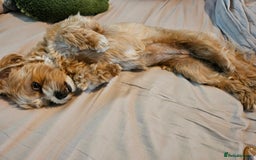 Maltese dogs for sale: Maltipoo Gorgeous Girl  - Image 5
