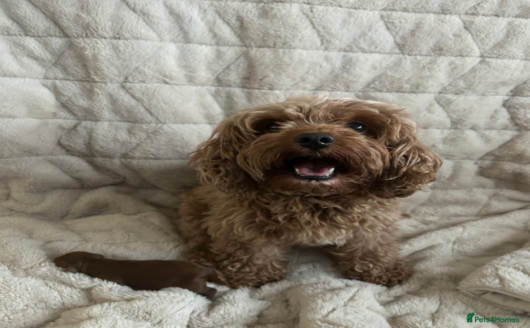Cavapoo dogs - Advert 9