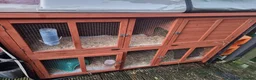 Guinea Pig rodents for sale: 2x male Guinea pigs and hutch - Advert 6