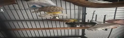 Conures birds for sale: Stunning 18mo male sun conure  in Swansea - Advert 2