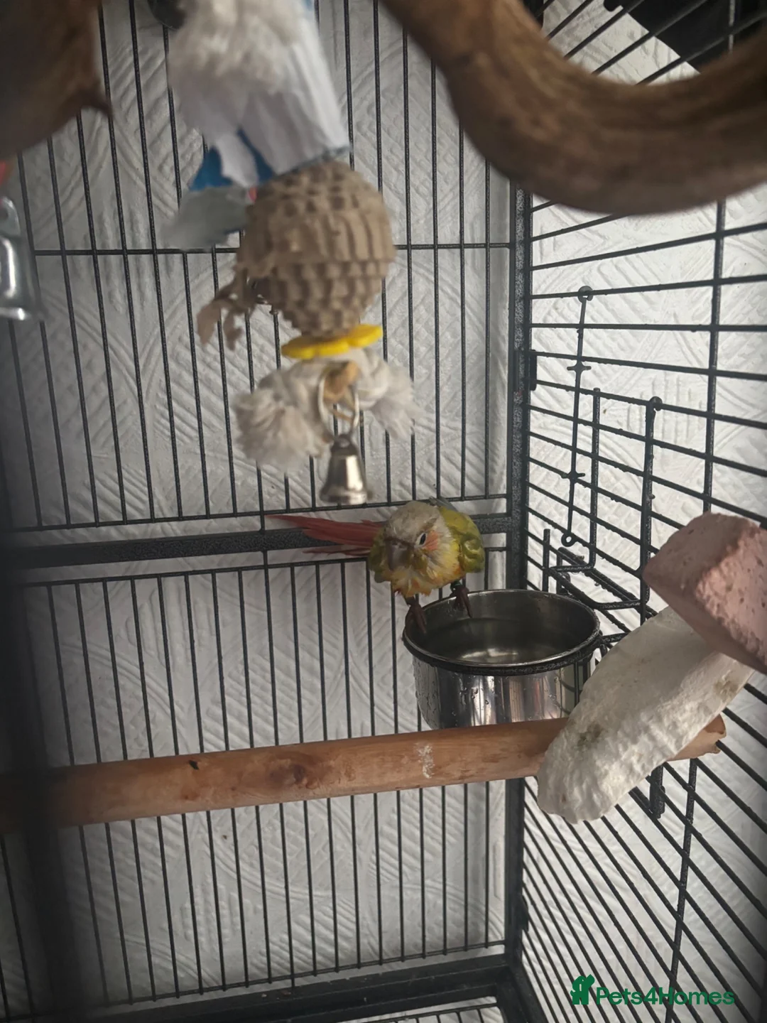 Conures birds for sale: Stunning 18mo male sun conure  in Swansea - Advert 2