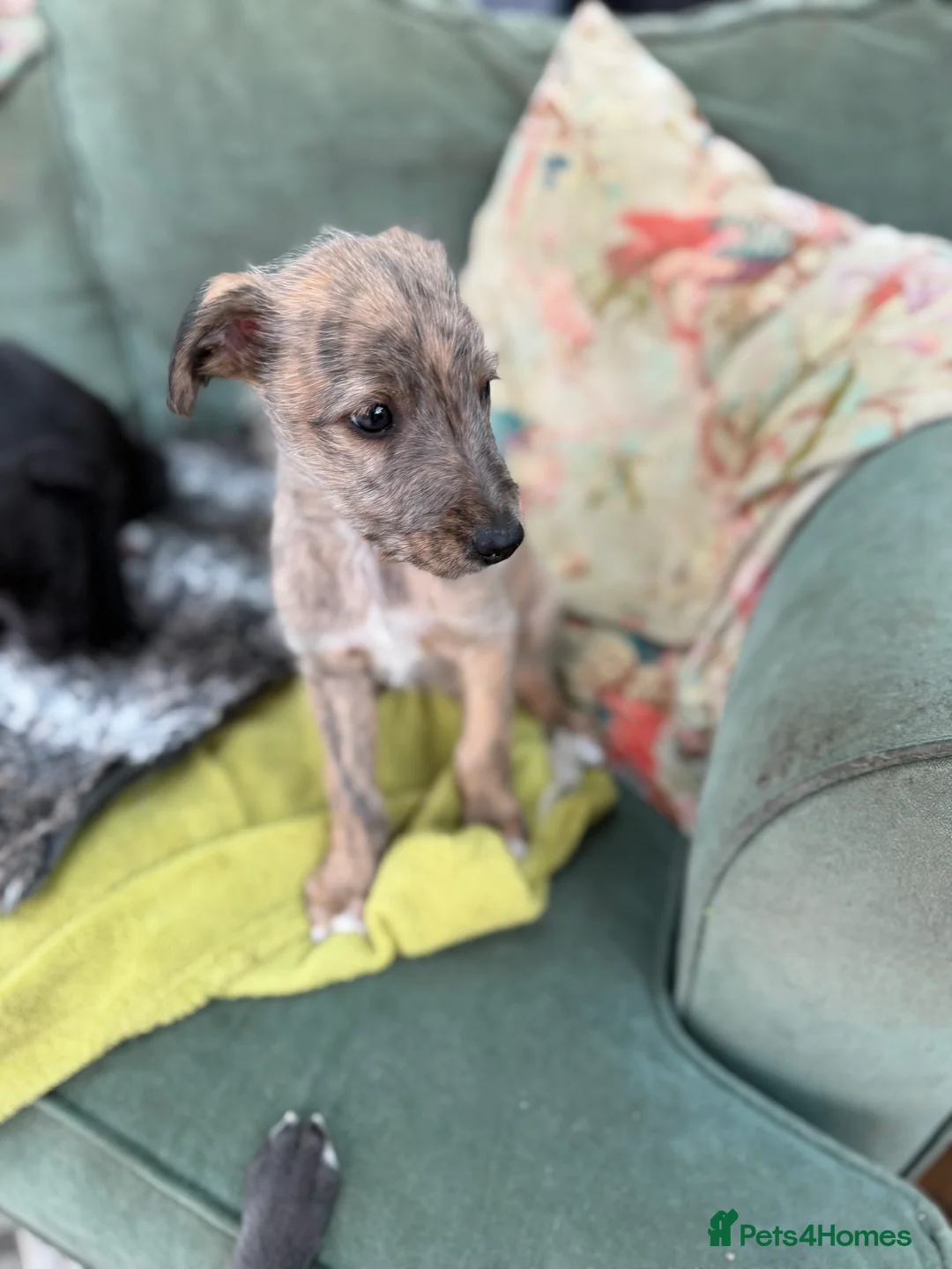 Mixed Breed dogs for sale: Bedlington/Whippet/Lurcher puppies - Advert 8
