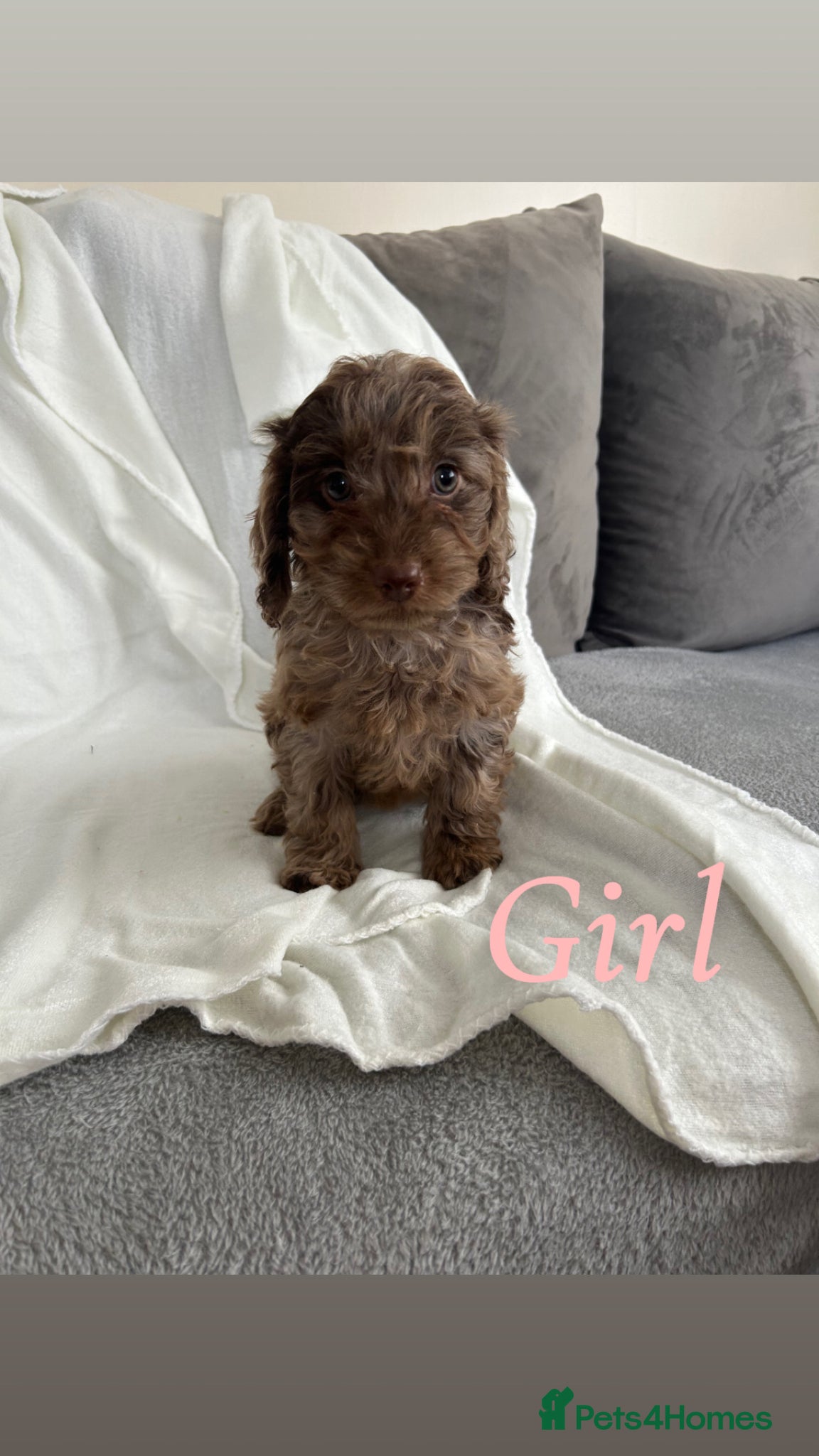 Cockapoo dogs F1 cockapoo puppies  - Advert 16