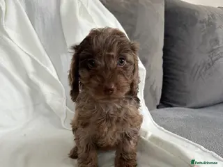 Cockapoo dogs F1 cockapoo puppies - Advert 14