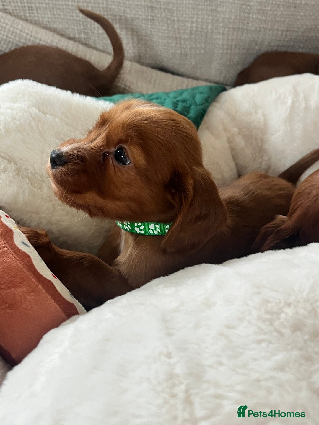 Cocker Spaniel dogs for sale: fox red cocker spaniels health tested  - Advert 16