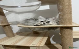 Persian cats for sale: Sliver tip Persian  ready to leave - Image 1