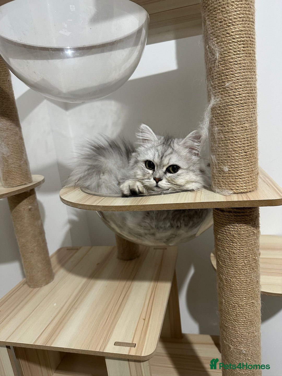 Persian cats for sale: Sliver tip Persian  ready to leave - Image 1