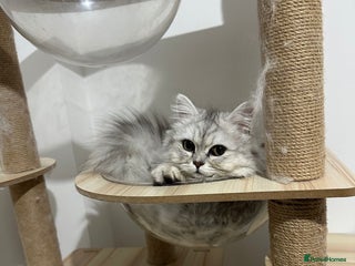 Persian cats for sale - Advert 1