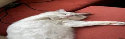Ragdoll cats for sale: Ragdoll Kitten 6 months for sale in London - Advert 4