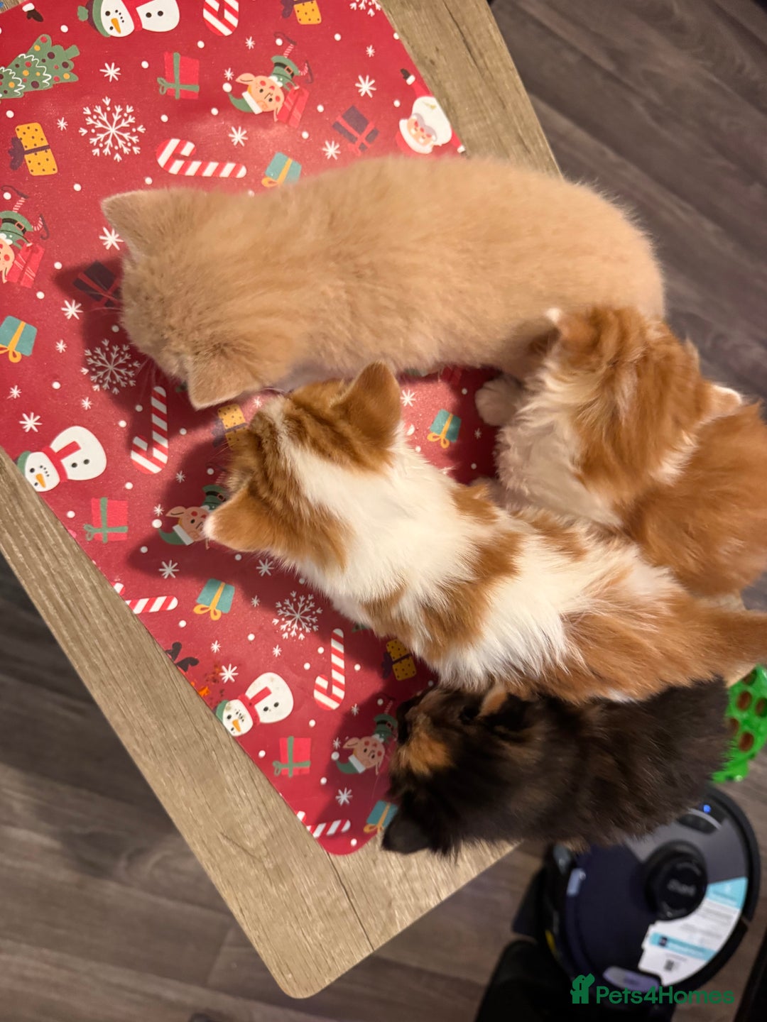Domestic Shorthair cats for sale: 4 lovely little kittens  - Advert 3