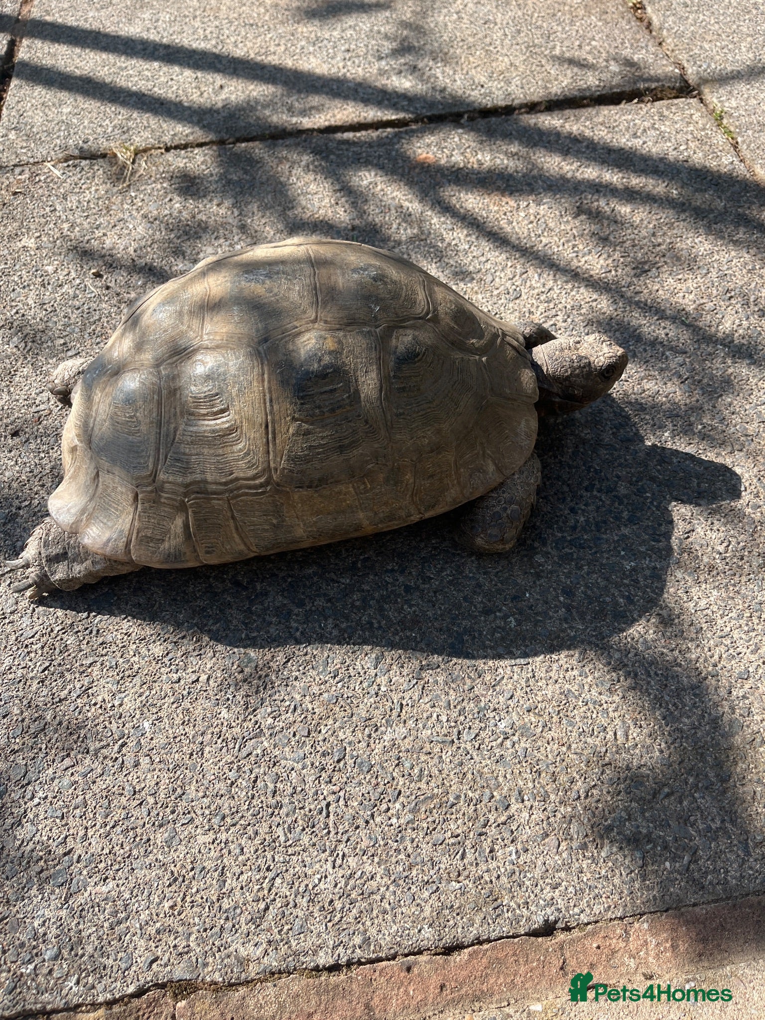 Tortoise reptiles Spur Thigh Female Tortoise - Advert 1