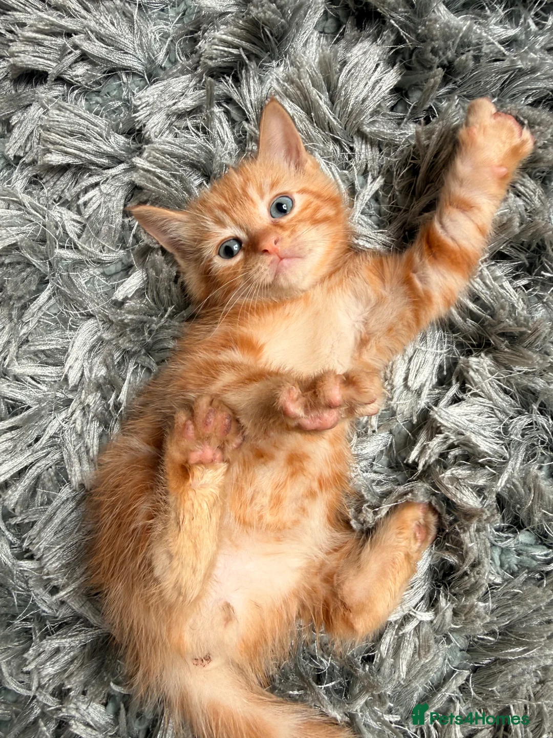 Mixed Breed cats for sale: 4 ragdoll cross kittens for sale - Advert 2