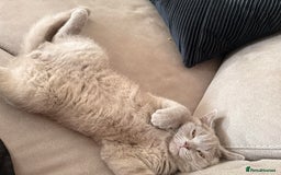 British Shorthair cats for sale: British Shorthair 6 months old Male for Sale - Image 4