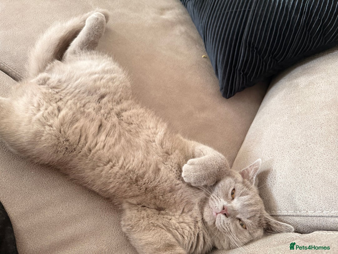 British Shorthair cats for sale: British Shorthair 6 months old Male for Sale - Image 4