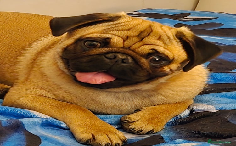 Pug dogs - Advert 1