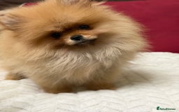 Pomeranian dogs for sale: Fabulous Pomeranian Girl Puppies  - Image 24