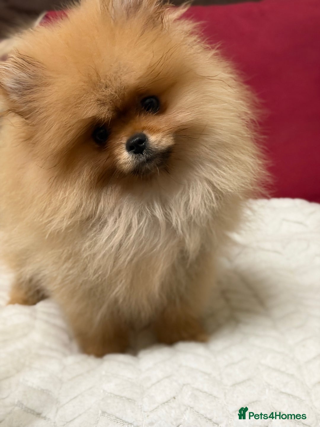 Pomeranian dogs for sale: Fabulous Pomeranian Girl Puppies  - Image 24