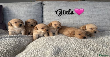 Labradoodle dogs - Advert 4