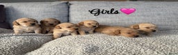 Labradoodle dogs for sale: Red/Apricot Health Tested Miniature Labradoodles - Advert 2