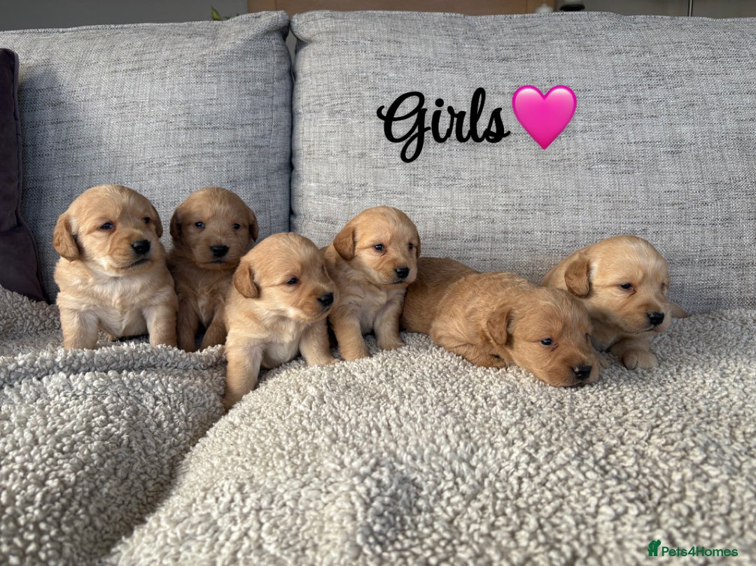 Labradoodle dogs for sale: Red/Apricot Health Tested Miniature Labradoodles - Image 2