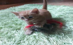 Domestic Shorthair cats for sale: 2 Female Kittens For Sale - Image 2