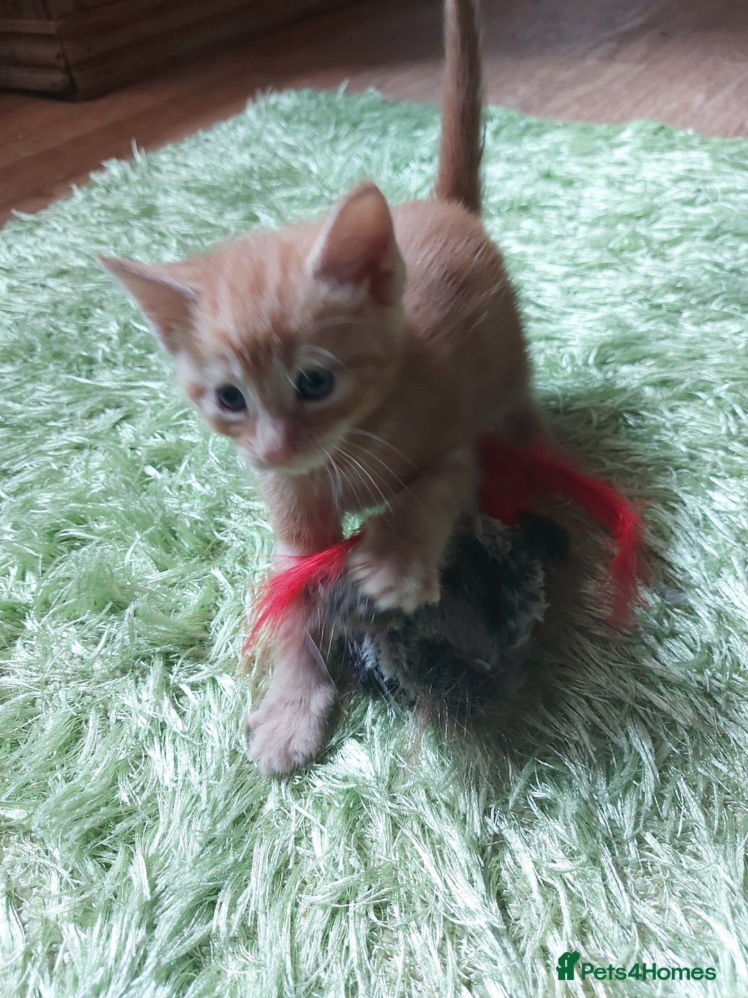 Domestic Shorthair cats for sale: 2 Female Kittens For Sale - Image 2
