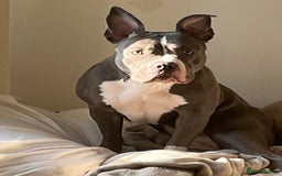 Mixed Breed dogs for sale: Mixed breed  - Image 6
