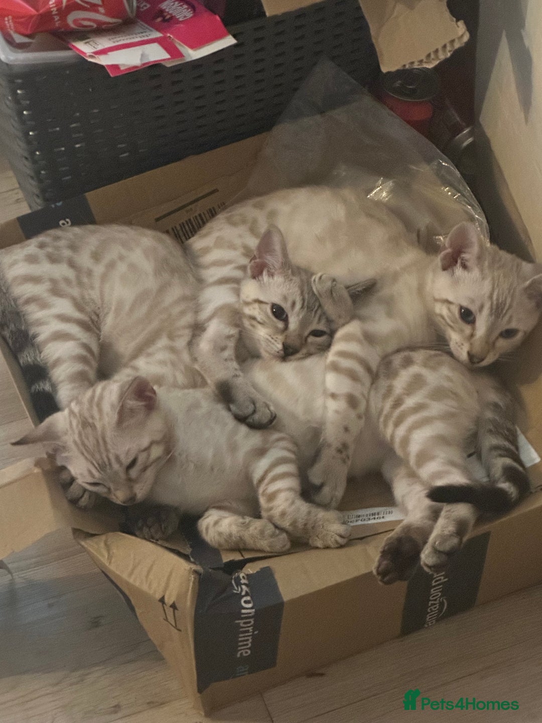 Bengal cats for sale: Snow lynx point bengal kittens  - Image 4