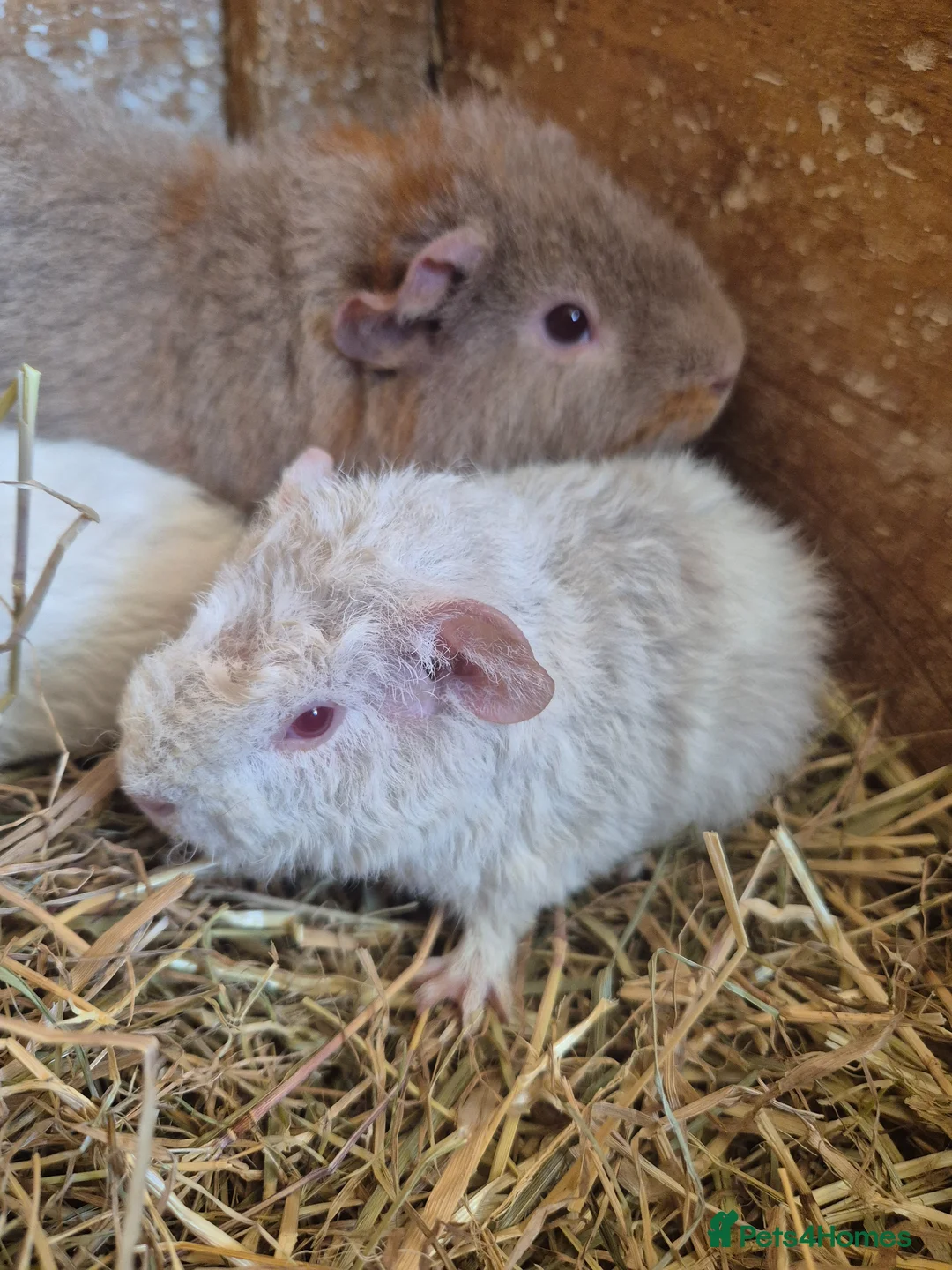Guinea Pig rodents for sale: Teddy male guinea pigs  - Advert 2