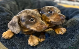 Miniature Dachshund dogs for sale: Stunning Miniature Smooth Dachshund - Image 5