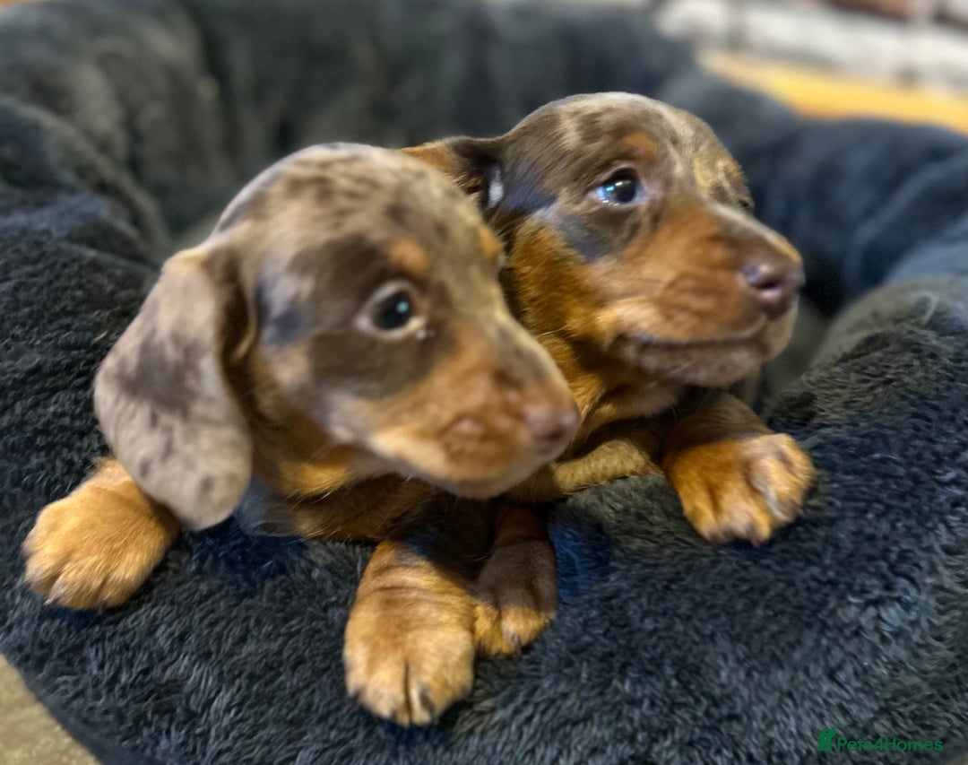 Miniature Dachshund dogs for sale: Stunning Miniature Smooth Dachshund - Image 5
