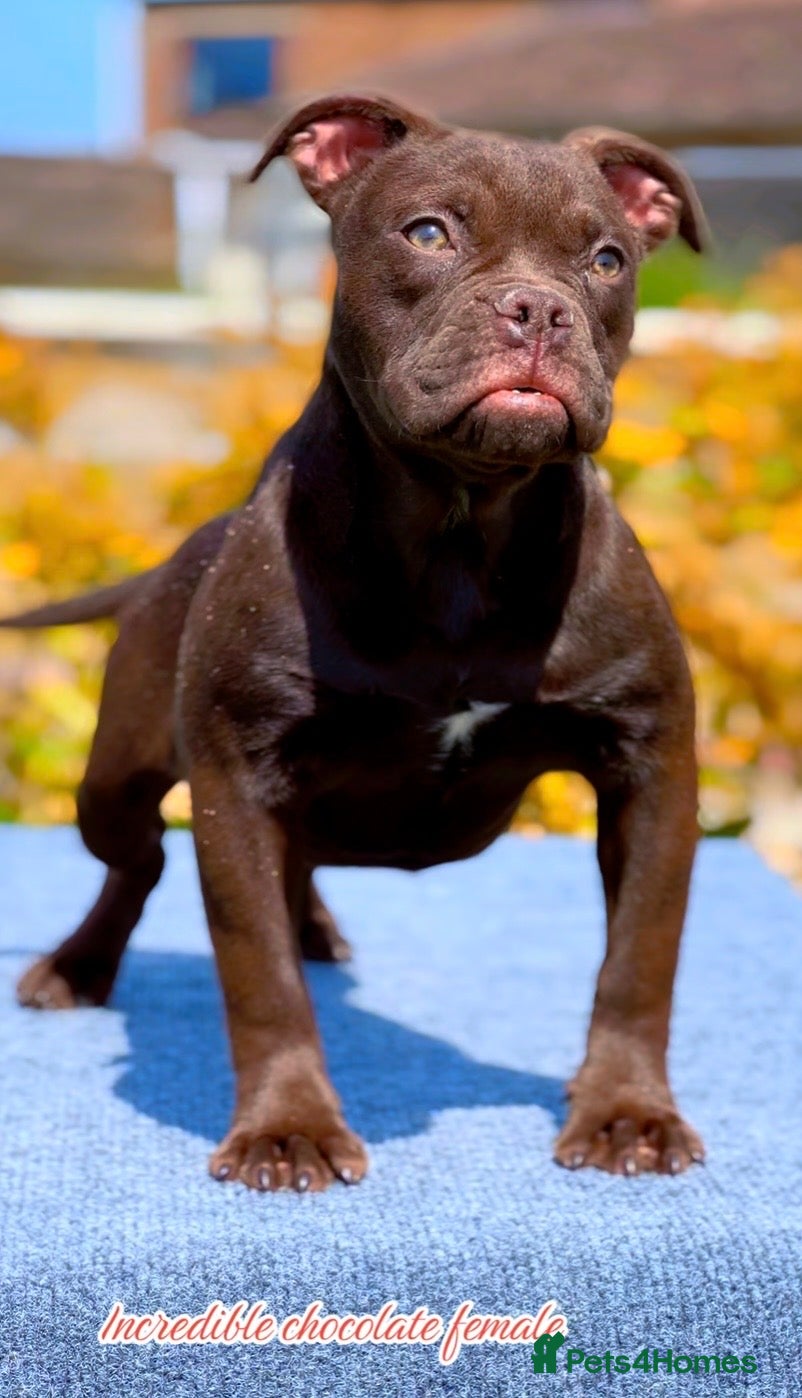 Olde English Bulldogge dogs 23 years Professionals 5⭐️Rated Licensed.  - Advert 2