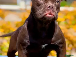 Olde English Bulldogge dogs 23 years Professionals 5⭐️Rated Licensed. - Advert 2