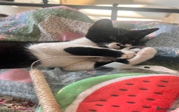British Shorthair cats for sale: Adorable Male Black and White Kitten - Image 12