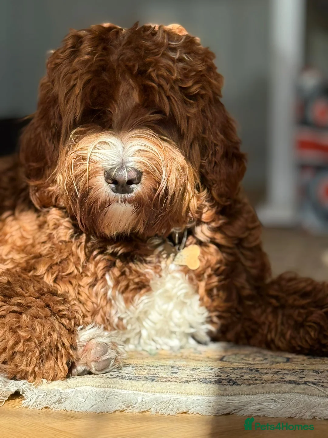 Australian Labradoodle dogs for sale: WAITING LIST Australian Labradoodles - RED & TUX  - Advert 19