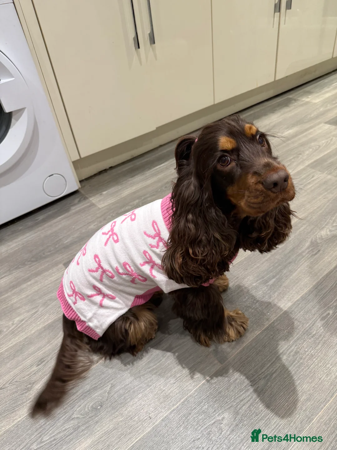 Cocker Spaniel dogs for sale: Health tested clear show cocker spaniel puppies - Advert 22