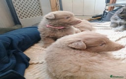 German Shepherd dogs for sale: ISABELLA GERMAN SHEPHERD 🌟 3 PUPS REMAINING 🌟 - Image 20