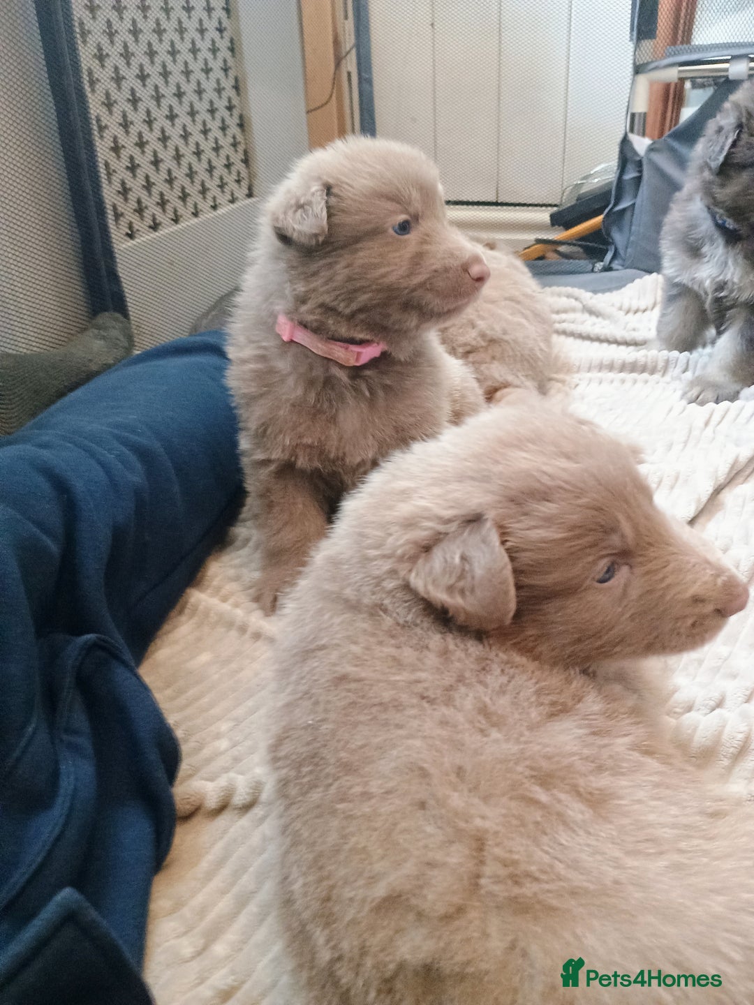 German Shepherd dogs for sale: ISABELLA GERMAN SHEPHERD 🌟 3 PUPS REMAINING 🌟 - Image 20