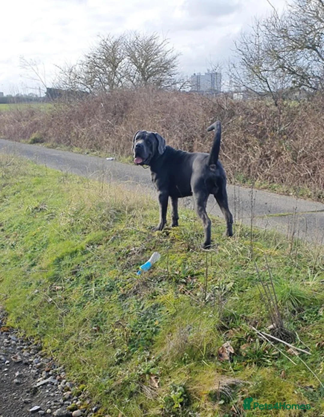 Cane Corso dogs for stud: Big Baloo 🦍🐻🦁 - Advert 11