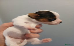 Jack Russell dogs for sale: Jack russell puppy male  - Image 2