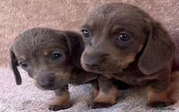 Dachshund dogs for sale: ❤️ Dachshund puppies ❤️ - Image 9