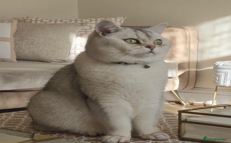 British Shorthair cats - Advert 4