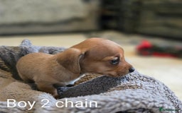 Chiweenie dogs for sale: Chweenies for sale  - Image 2