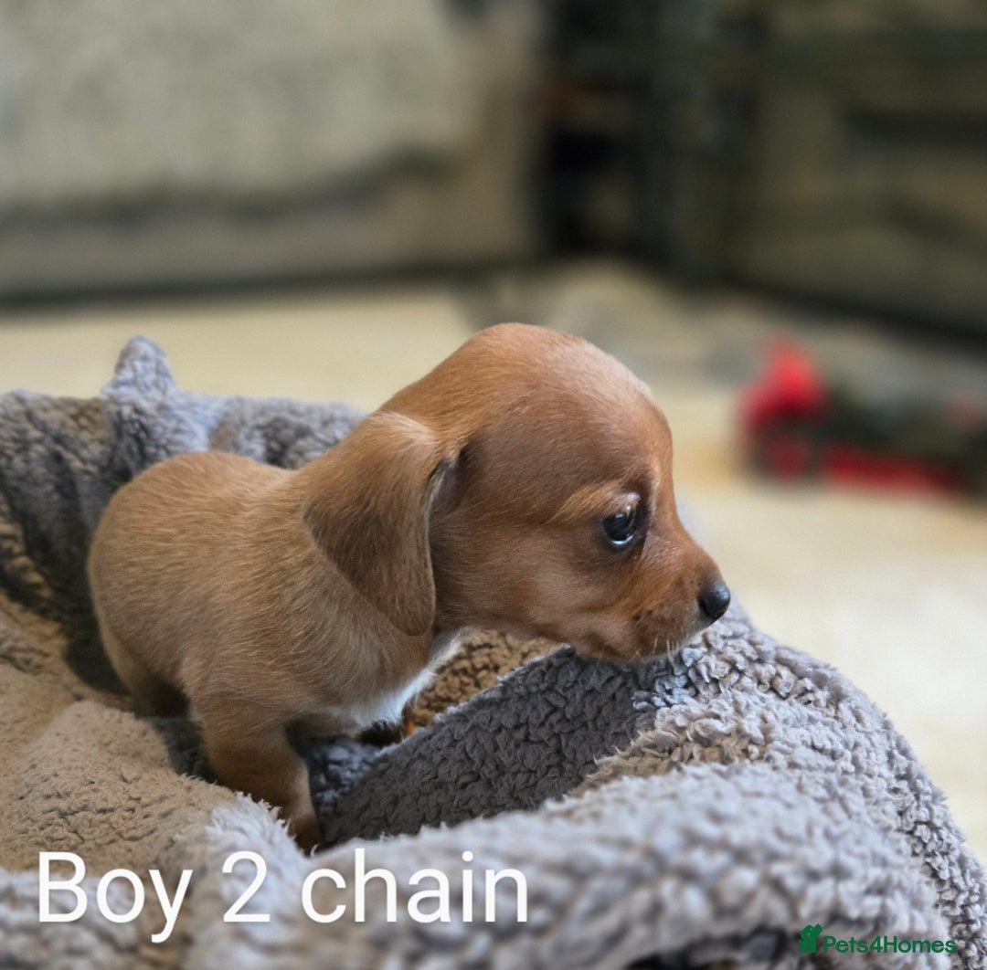 Chiweenie dogs for sale: Chweenies for sale  - Image 2