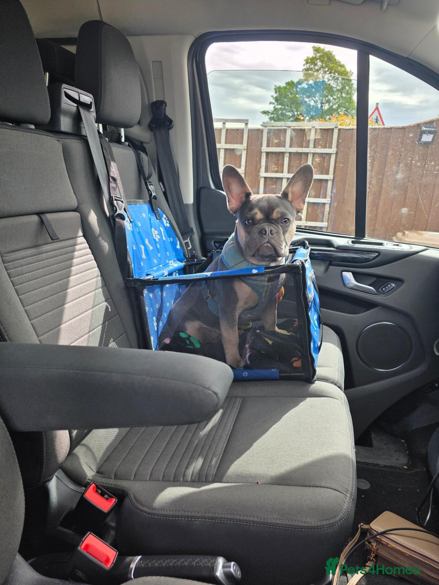 French Bulldog dogs French bulldog - Advert 8