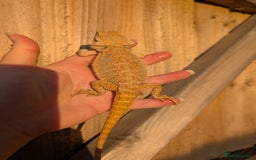 Bearded Dragon reptiles for sale: Baby bearded dragons  - Image 8