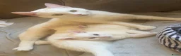 Mixed Breed cats for sale: White fluffy kitten adorable  - Advert 2