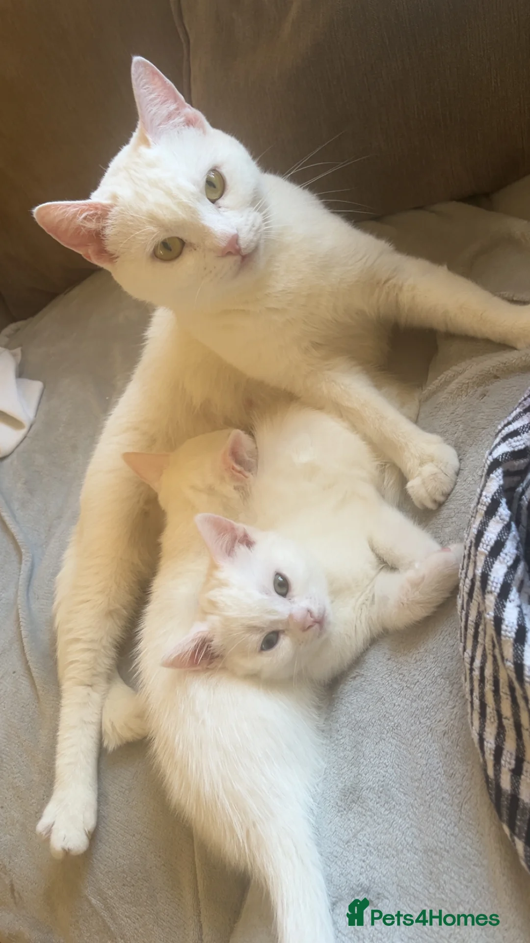 Mixed Breed cats for sale: White fluffy kitten adorable  - Advert 2